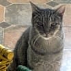 Thumbnail photo of Tigger #1