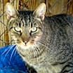 Thumbnail photo of Tigger #2