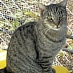 Thumbnail photo of Tigger #3