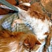 Thumbnail photo of Butterscotch #1
