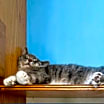 Thumbnail photo of Snuggler #1