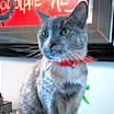 Thumbnail photo of LuLu #1