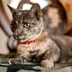 Thumbnail photo of LuLu #2