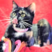 Thumbnail photo of Sasha #1