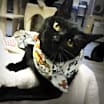 Thumbnail photo of Sassy #4