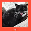 Thumbnail photo of Floyd the Cellar Cat #1