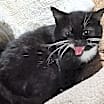 Thumbnail photo of Floyd the Cellar Cat #2