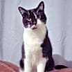 Thumbnail photo of Primrose #1