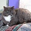 Thumbnail photo of Earl Grey 1 (Sponsored) #1