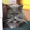 Thumbnail photo of Earl Grey 1 (Sponsored) #3