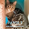 Thumbnail photo of Fawn 2 #1