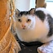 Thumbnail photo of Salsa Sponsored by Martine C. #4