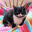 Thumbnail photo of Sophia #1