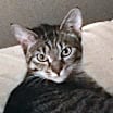 Thumbnail photo of Ovi #1