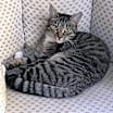 Thumbnail photo of Ovi #2
