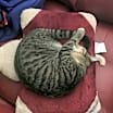 Thumbnail photo of Ovi #3