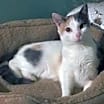 Thumbnail photo of Peigi #4
