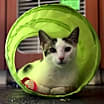 Thumbnail photo of Gaspar #3