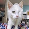 Thumbnail photo of Saraphina #1