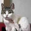 Thumbnail photo of Angel #3