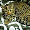 Thumbnail photo of Fern #3