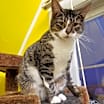 Thumbnail photo of ELLIE MAE #1