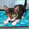Thumbnail photo of Harper #3