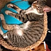 Thumbnail photo of Chief #2