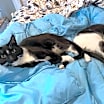 Thumbnail photo of Picasso #4