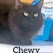 Thumbnail photo of Chewy #1