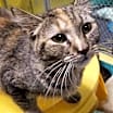 Thumbnail photo of Amira #2