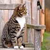 Thumbnail photo of *Barn Cats* #1