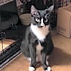 Thumbnail photo of Awanui #2