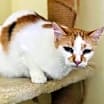 Thumbnail photo of Mittsy #1