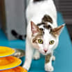 Thumbnail photo of Gaspar #2