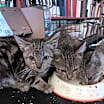 Thumbnail photo of Leia #3