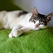 Thumbnail photo of Angel #4