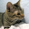 Thumbnail photo of Bobbie #2