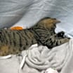 Thumbnail photo of Bobbie #3