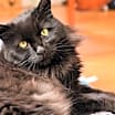 Thumbnail photo of Rhiannon #1