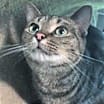 Thumbnail photo of Ralphie #2