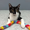 Thumbnail photo of Primrose #2