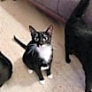 Thumbnail photo of JANICE & MARCEL (BONDED PAIR) #1