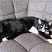 Thumbnail photo of JANICE & MARCEL (BONDED PAIR) #2