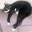 Thumbnail photo of JANICE & MARCEL (BONDED PAIR) #4