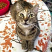 Thumbnail photo of Amira #1