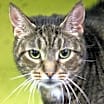 Thumbnail photo of Delilah #2