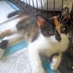 Thumbnail photo of Lollipop #1