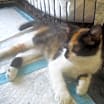 Thumbnail photo of Lollipop #2
