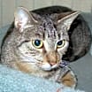 Thumbnail photo of Abby #3